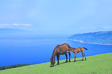 Horses, Japan