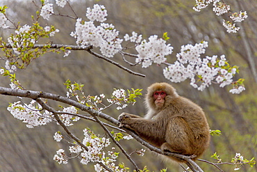 Snow Monkey