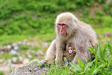 Snow monkeys