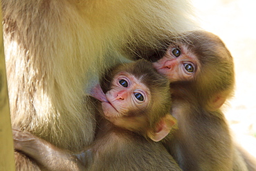 Snow monkeys