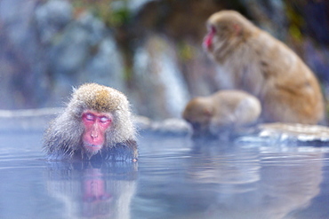 Snow Monkeys