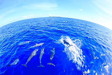 Dolphins, Palau