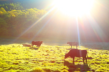 Grazing cows, Japan