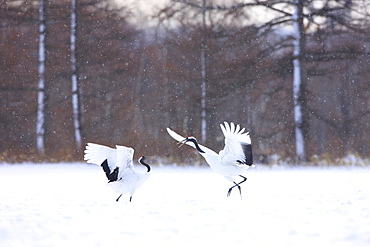 Japanese Cranes