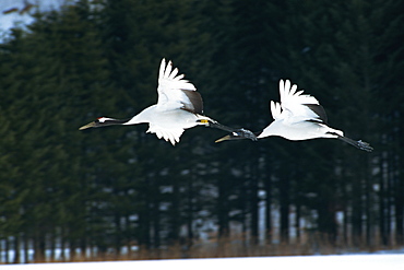 Cranes, Japan