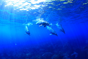 Dolphins swimming underwater