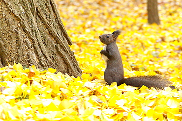 Hokkaido Squirrel