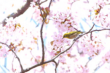 Japanese White Eye