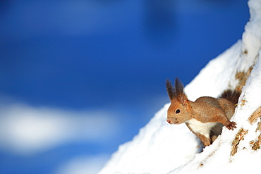 Hokkaido Squirrel, Hokkaido, Japan