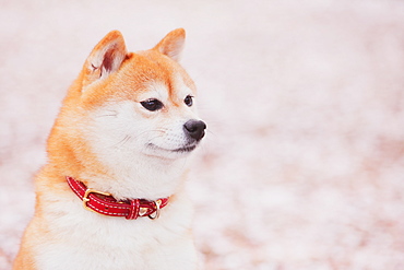 Shiba Inu