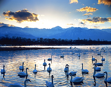 Swans, Japan