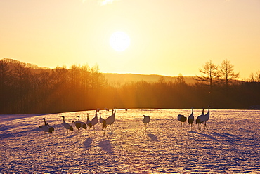 Red-Crowned Crane herd