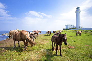 Hokkaido Horses grazing