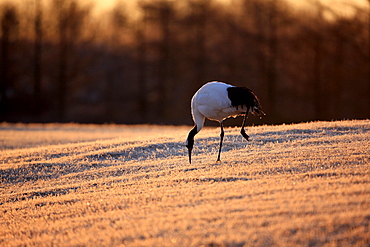 Japanese Crane, Hokkaido, Japan