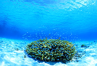 Coral Reef