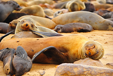 Fur Seal