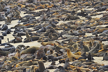 Fur Seal