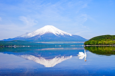 Swans Near Mount Fuji, Japan