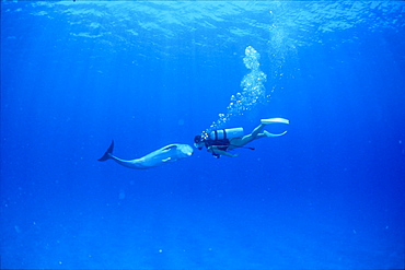 Diver and dolphin