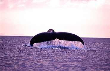 Humpback Whale, Okinawa, Japan