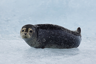 Seal