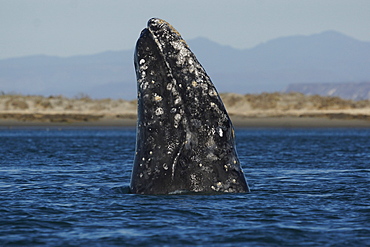 Gray Whale