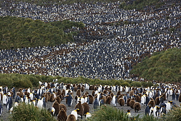 King Penguins