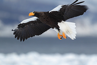 Stellers Sea Eagle