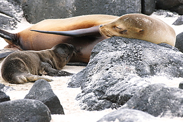 Sea Lions