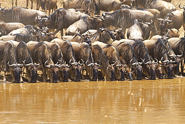 Gnu Herd