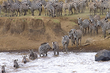 Zebra Herd