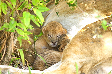 Lions