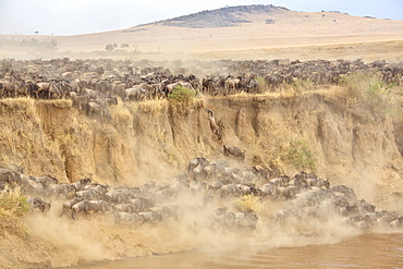 Gnu Herd