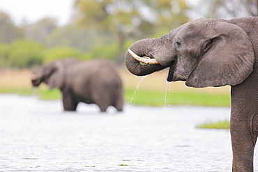 African Elephants