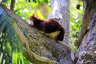 Matschie's Tree Kangaroo, (Dendrolagus matschiei), adult on tree resting, New Guinea