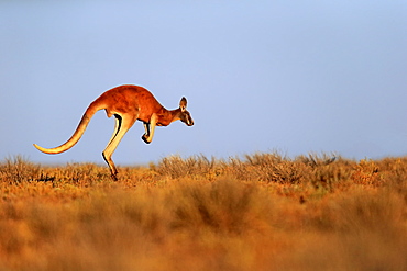 Red Kangaroo, (Macropus rufus), adult male jumping, Sturt Nationalpark, New South Wales, Australia