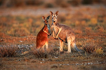 Red Kangaroo, (Macropus rufus), female with subadult, Sturt Nationalpark, New South Wales, Australia