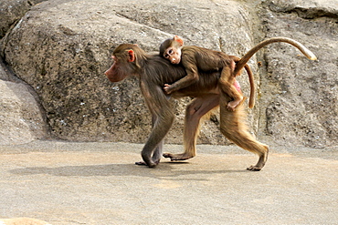 Baboon Hamadryas, (Papio hamadryas), adult female with young, Africa