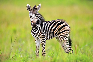 Plains Zebra, Burchell, (Equus quagga burchelli), young, Hluhluwe Umfolozi Nationalpark, Hluhluwe iMfolozi Nationalpark, KwaZulu Natal, South Africa, Africa