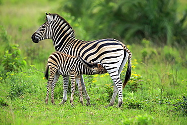 Plains Zebra, Burchell, (Equus quagga burchelli), adult with young suckling, Hluhluwe Umfolozi Nationalpark, Hluhluwe iMfolozi Nationalpark, KwaZulu Natal, South Africa, Africa