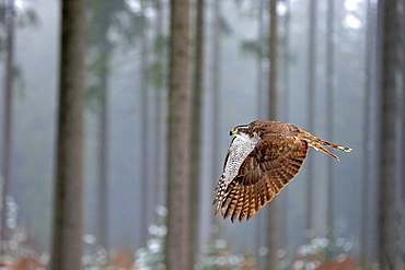 Northern Goshawk, (Accipiter gentilis), adult in winter in snow flying, Zdarske Vrchy, Bohemian-Moravian Highlands, Czech Republic