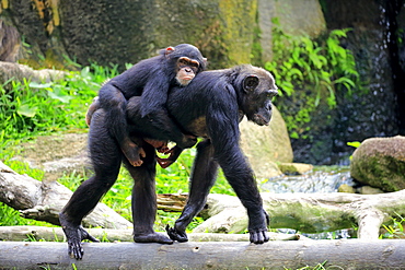 Chimpanzee, (Pan troglodytes troglodytes), adult with young on mothers back, Africa