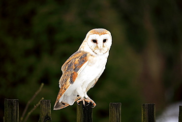 Barn Owl, (Tyto alba), adult on fence in winter, Zdarske Vrchy, Bohemian-Moravian Highlands, Czech Republic