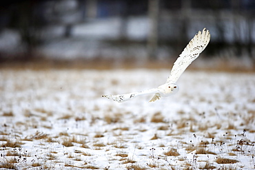 Snowy Owl, (Nyctea scandiaca), adult flying in winter, snow, Zdarske Vrchy, Bohemian-Moravian Highlands, Czech Republic