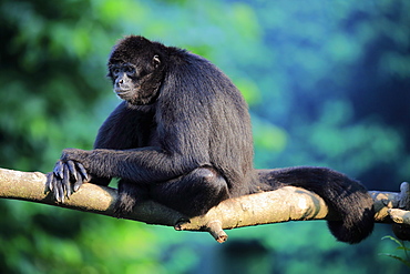 Black Spider Monkey, (Ateles paniscus), adult on tree relaxed, South America