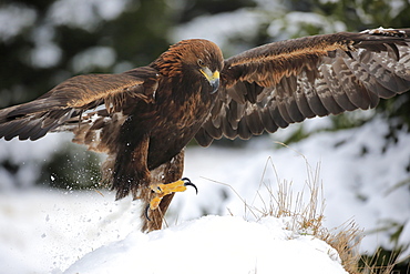 Golden Eagle, (Aquila chrysaetos), adult in snow starts flying, in winter, Zdarske Vrchy, Bohemian-Moravian Highlands, Czech Republic