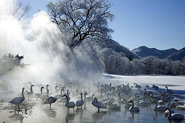 Swans, Japan