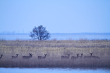 Deer, Japan