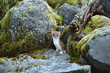 Ermine, Hokkaido, Japan