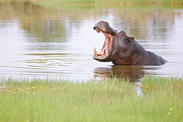 Hippopotamus